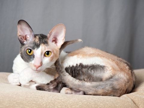 cornish rex cat