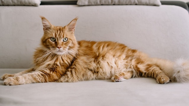 maine coon