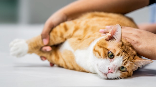 do cats fart