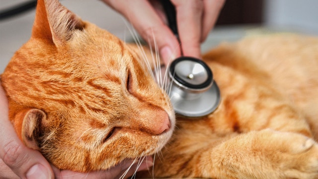 cat being examined by vet