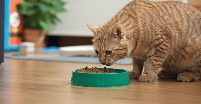 smells cat dont like