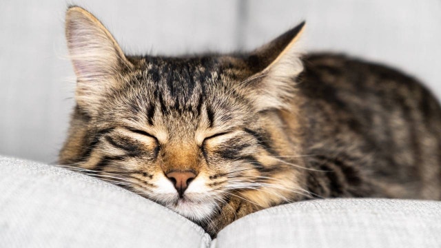 Posisi Tidur Kucing dan Berbagai Artinya 