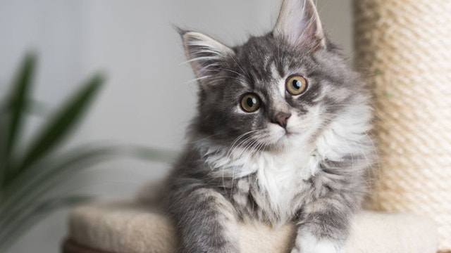 Apakah Kucing Bisa Melihat Hantu?