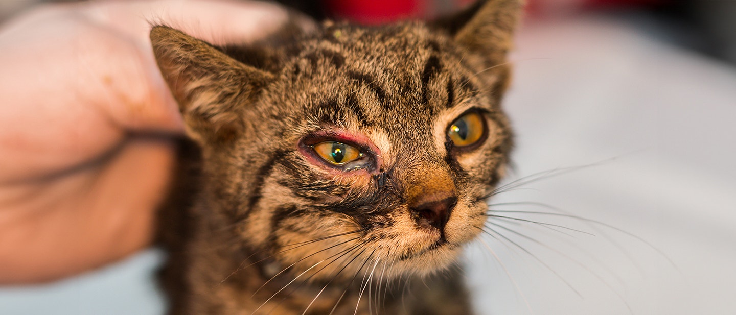 seekor kucing dengan matanya yang berair