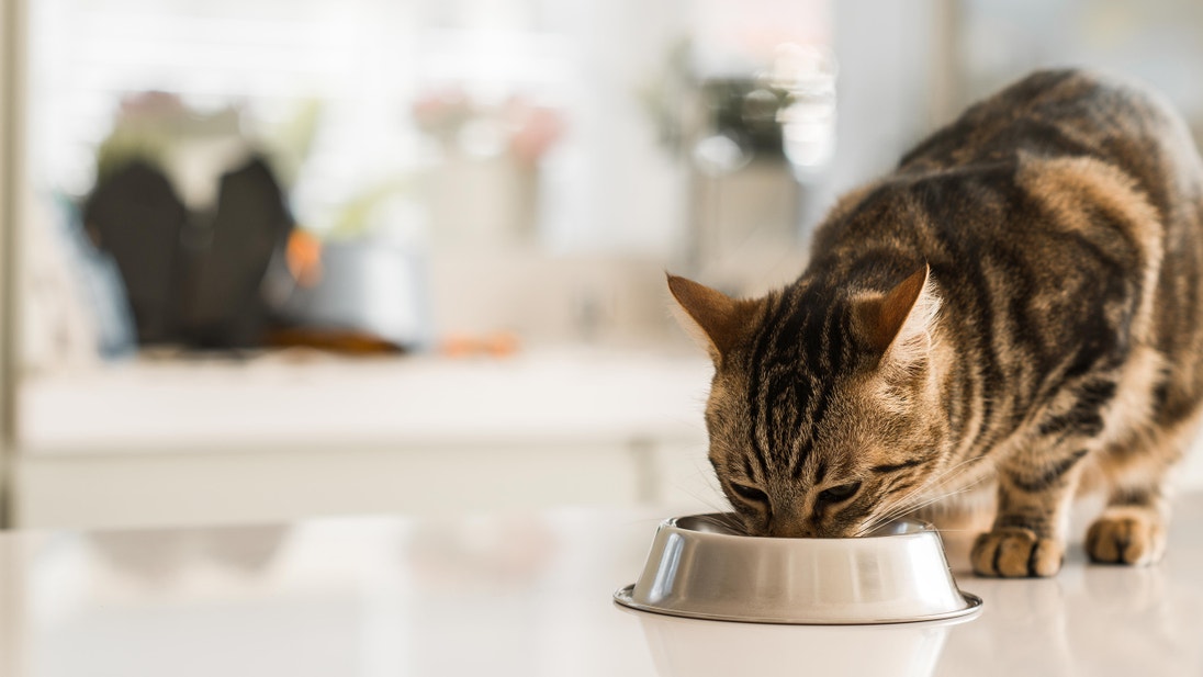 kucing sedang makan dari tempat makan