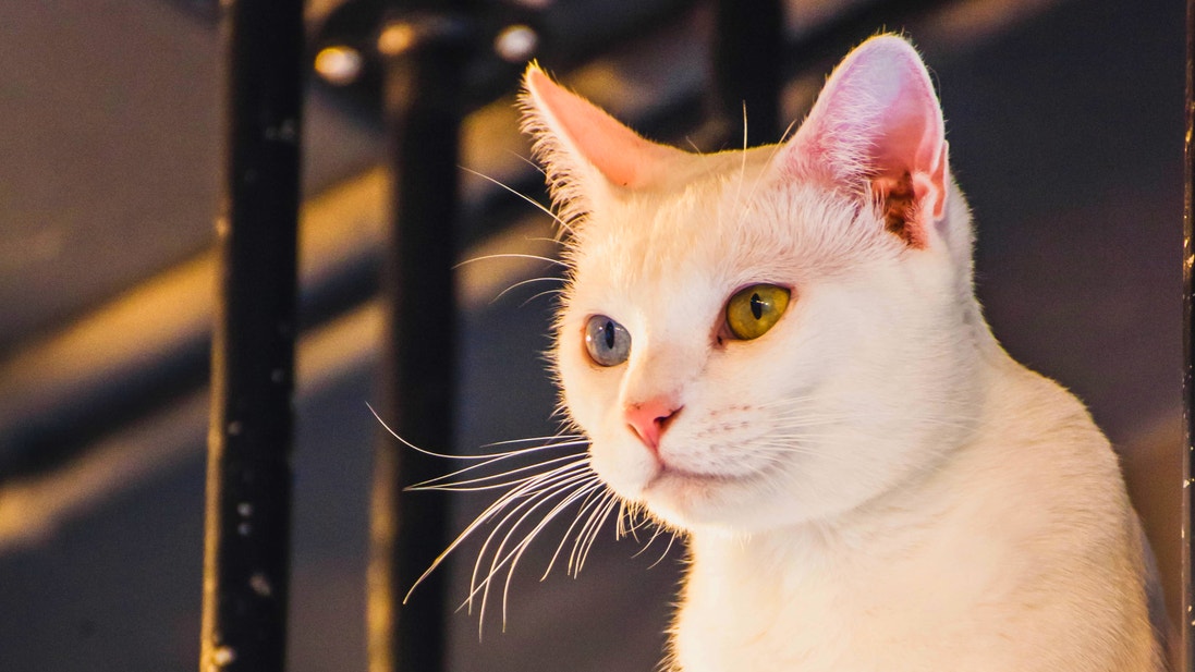 wajah kucing khao manee
