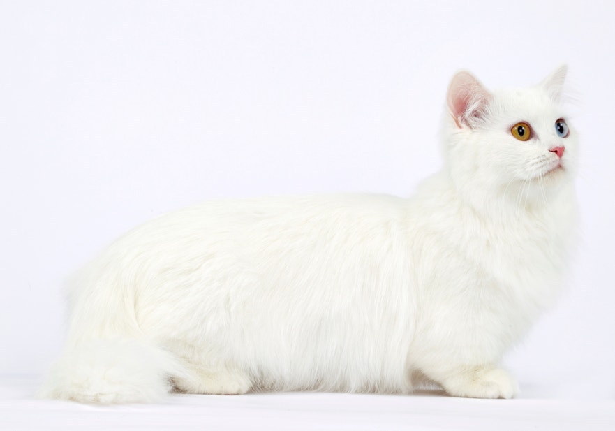 kucing munchkin dari samping melihat ke atas
