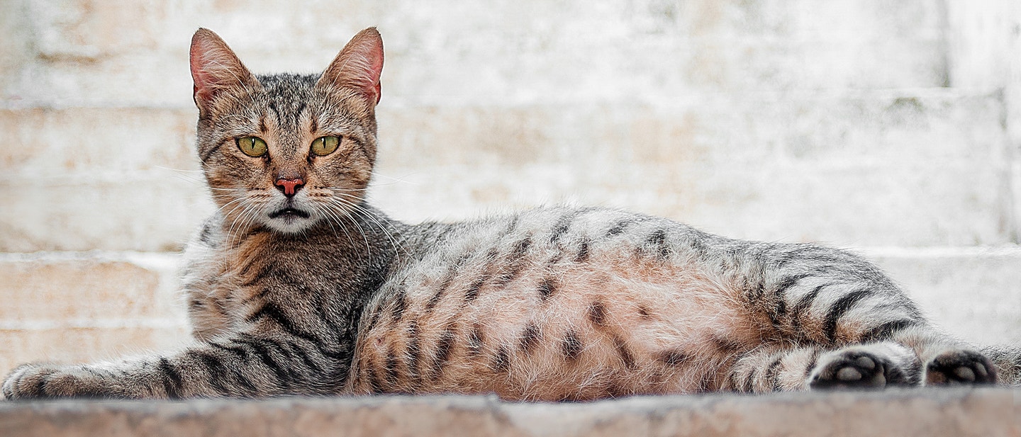  kucing hamil