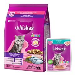 Makanan Anak Kucing