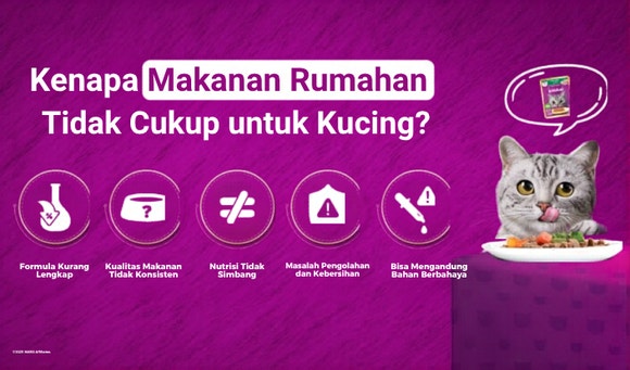 Kenapa makanan rumahan tidak cukup untuk kucing