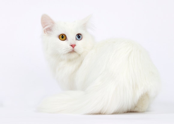 Kucing munchkin melihat ke belakang dengan warna mata yang berbeda