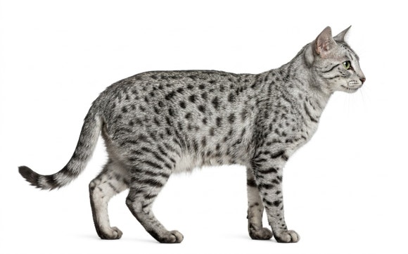 egyptian mau bio