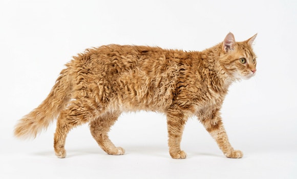 Kucing LaPerm bio
