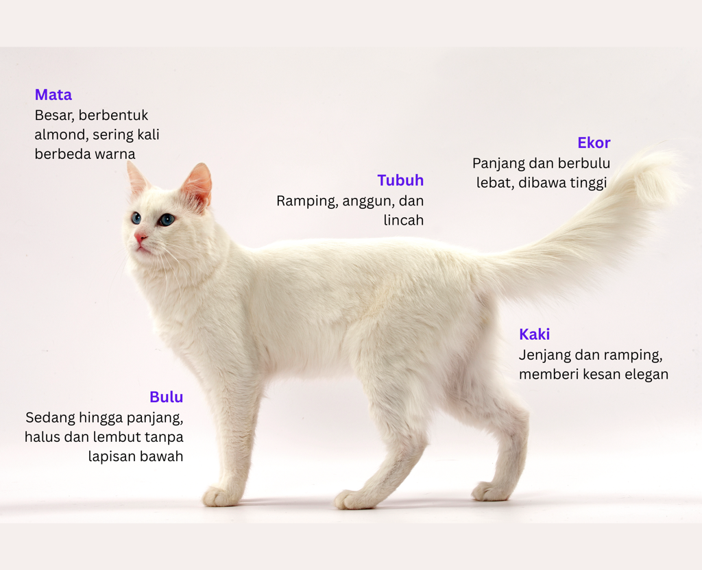 Ciri Fisik Kucing Angora