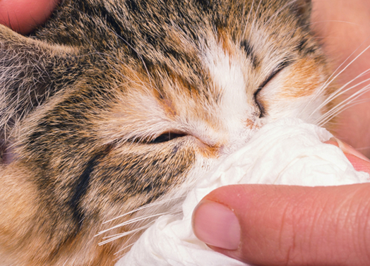 cara mengobati kucing pilek