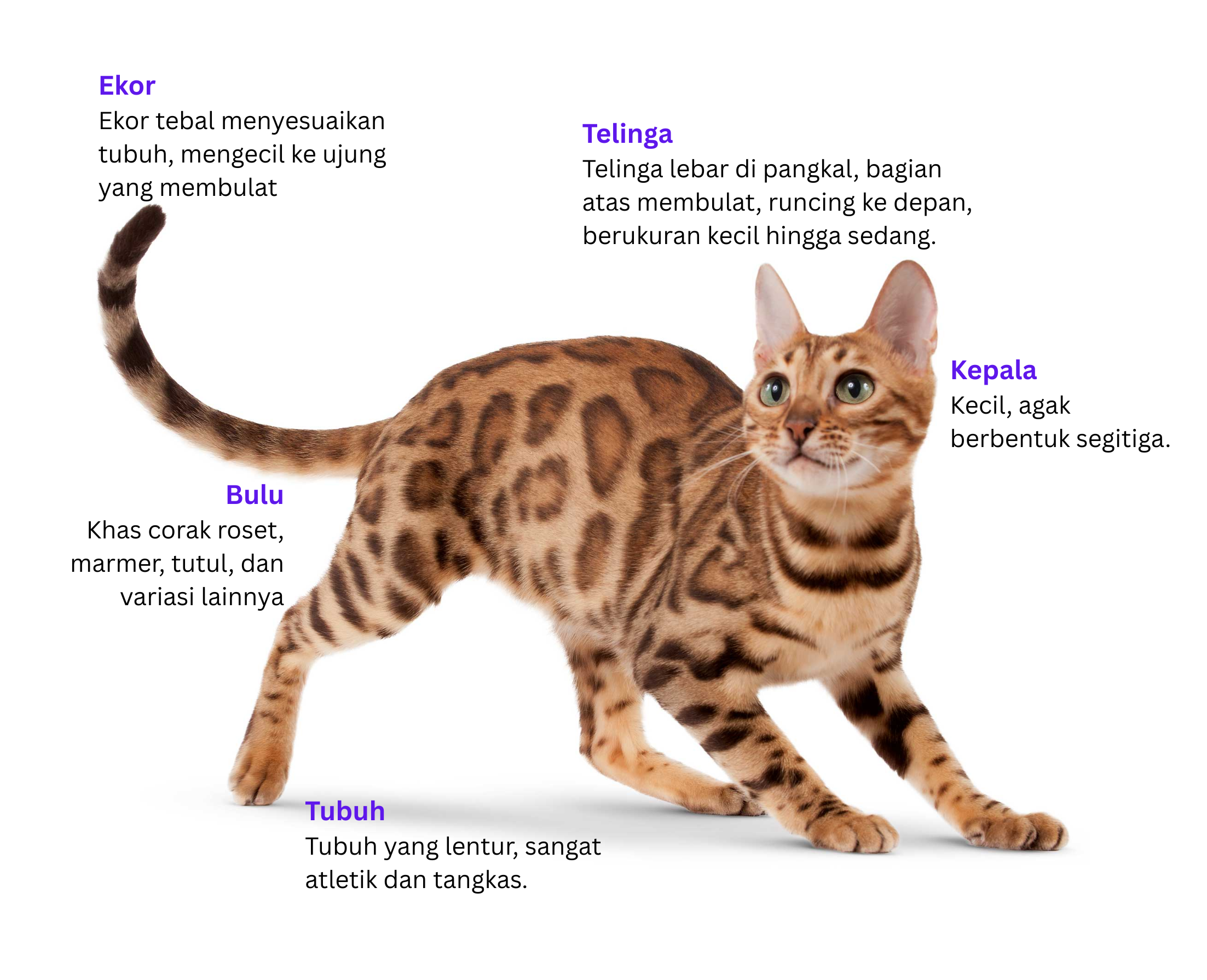 karakteristik fisik kucing bengal