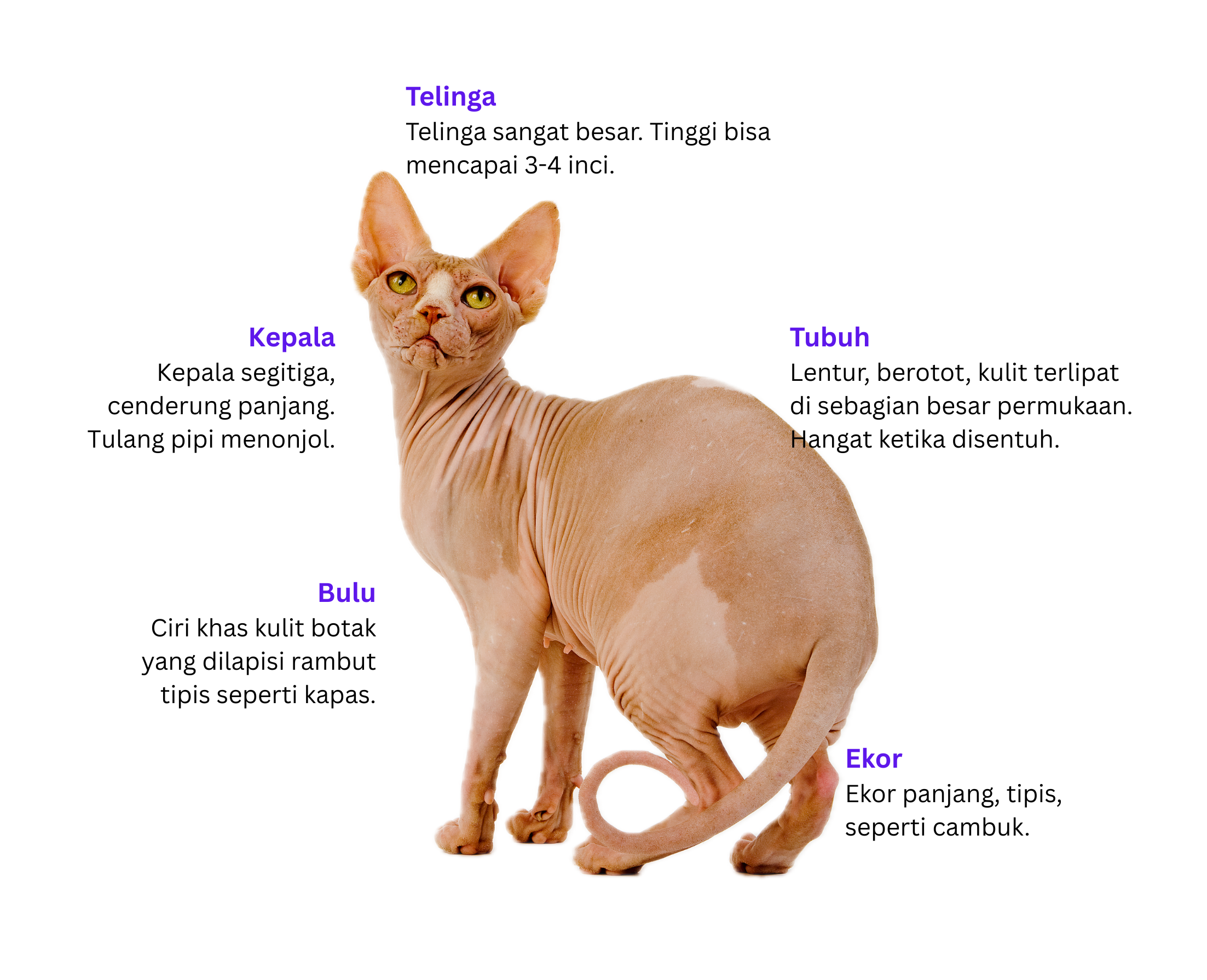 karakteristik fisik kucing sphynx