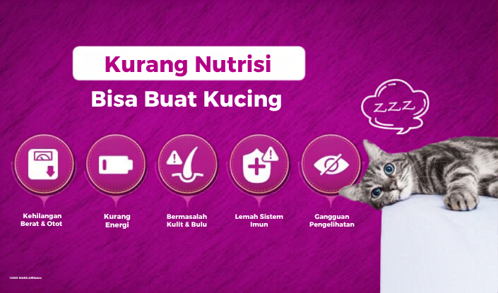 Kurang nutrisi bisa buat kucing