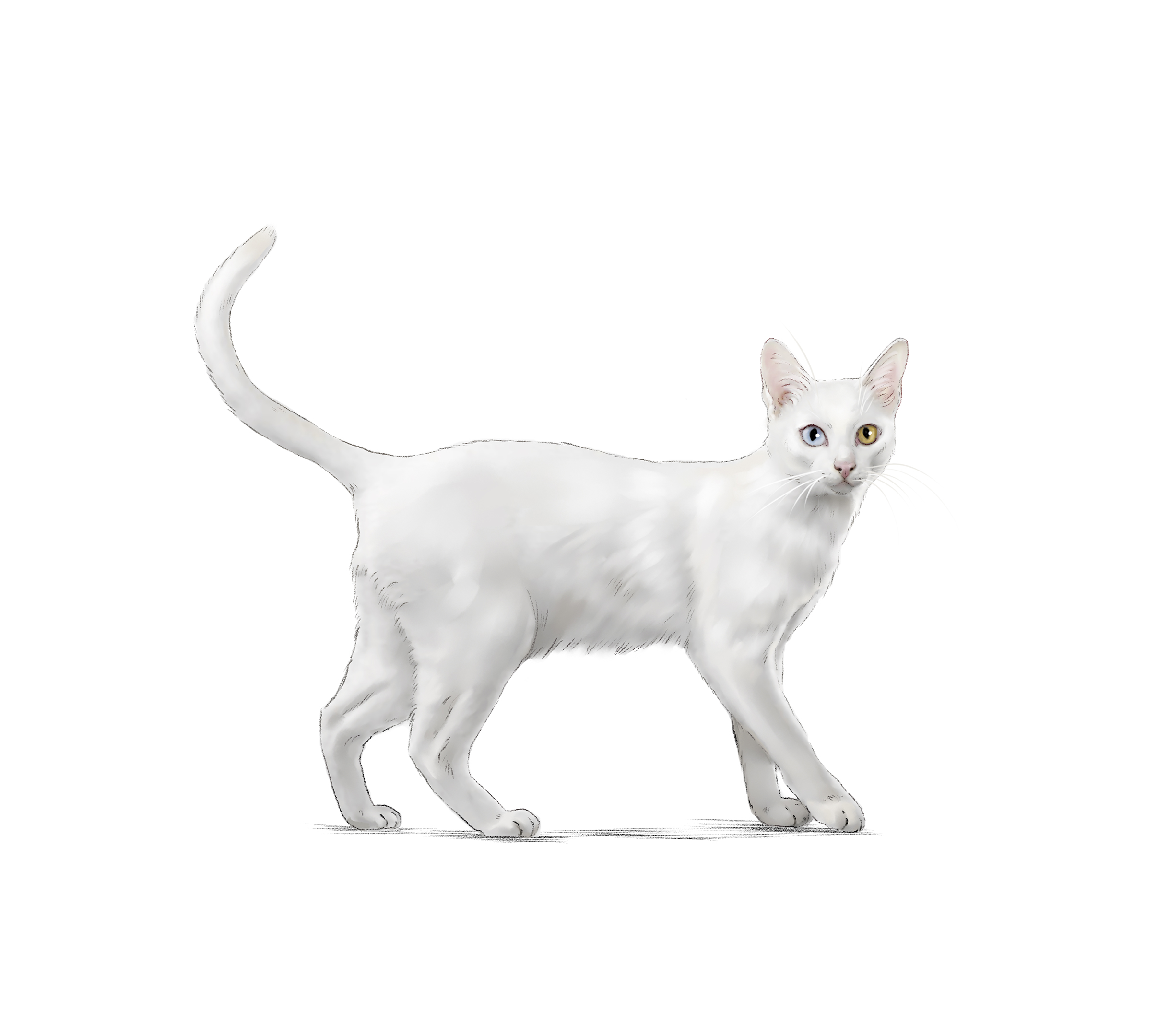 fisik kucing khao manee dari samping