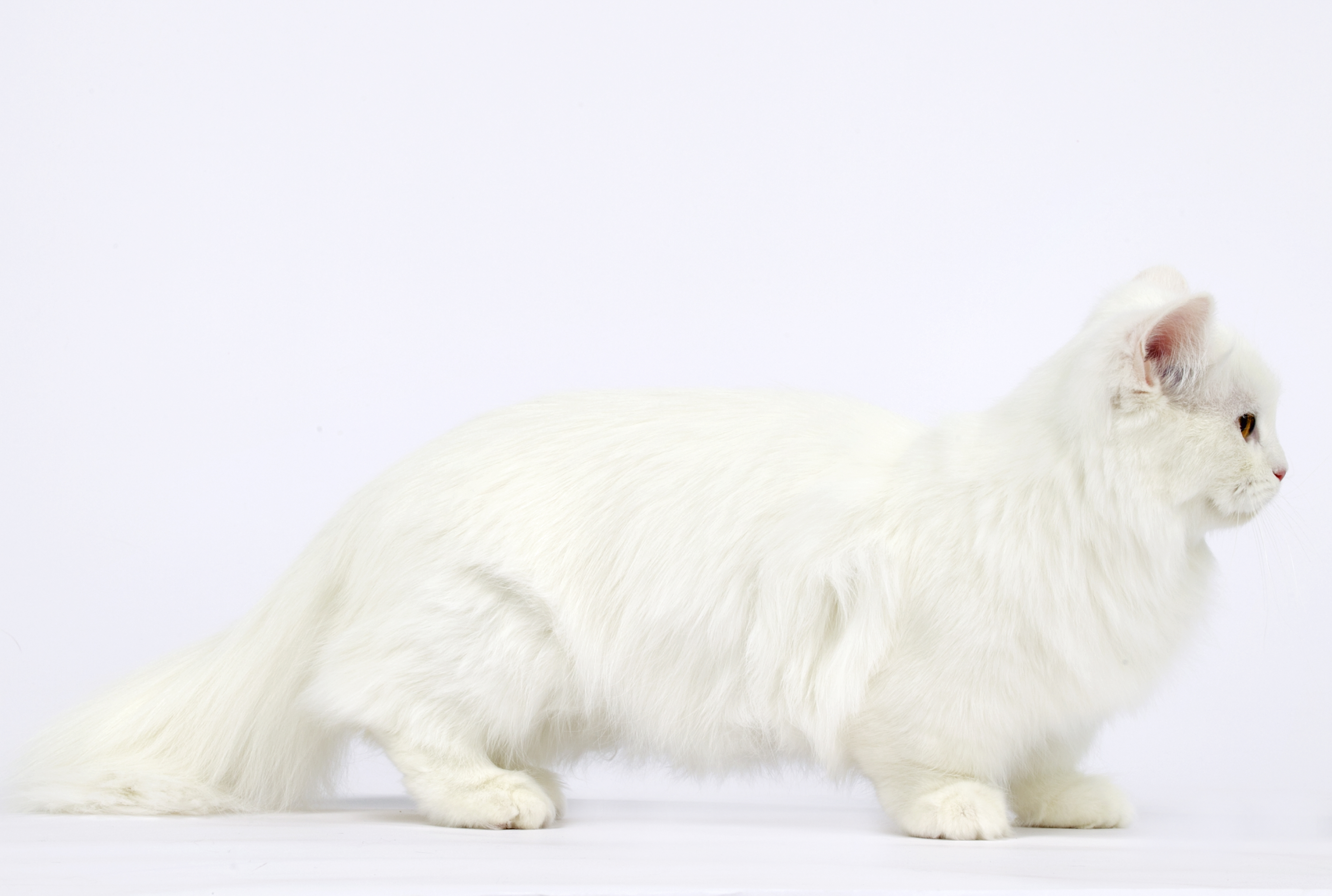 kucing munchkin dari samping