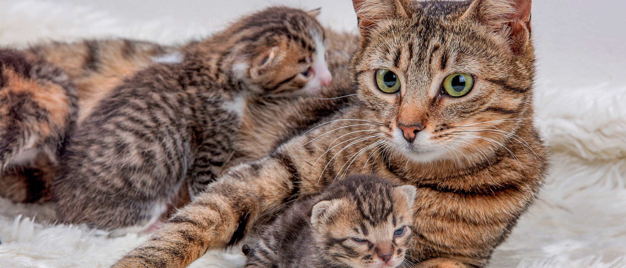 kucing menyusui anak